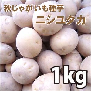 野菜・種/苗 [秋ジャガイモ種芋]じゃがいも種芋...の商品画像