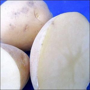野菜・種/苗 [秋ジャガイモ種芋]じゃがいも種...の詳細画像1