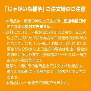 野菜・種/苗 [秋ジャガイモ種芋]じゃがいも種...の詳細画像2
