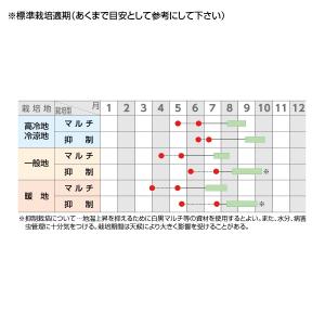 野菜の種/種子 ゴールドラッシュ90・とうもろ...の詳細画像1