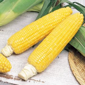 野菜の種/種子 ゴールドラッシュ90・とうもろ...の詳細画像2