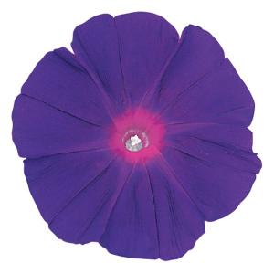 あさがおのたね8000粒 あさがおのたね8000粒 あさがおのたね8000粒