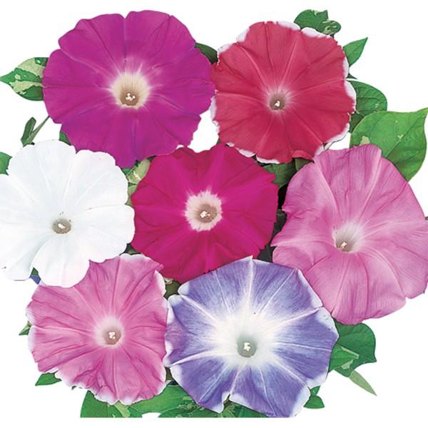 花の種（営利用）アサガオ 朝顔 暁の混合 1000粒 プライマックス種子 サカタのタネ 種苗