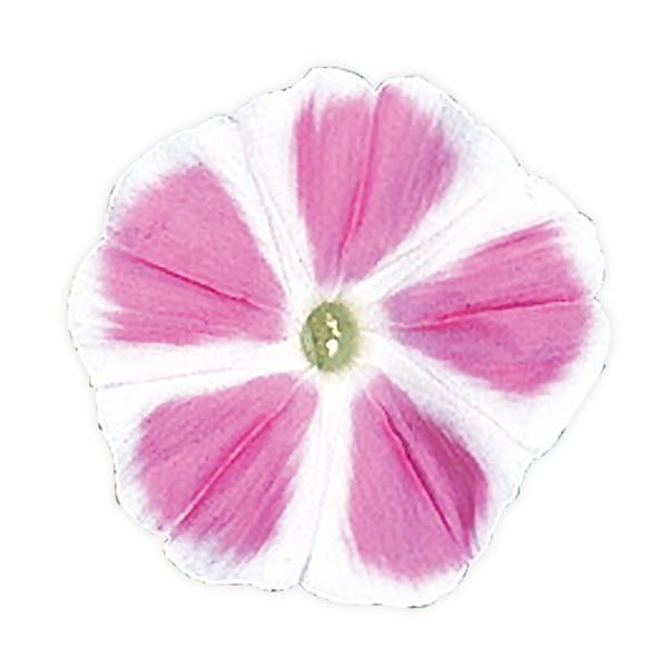花の種（営利用）アサガオ 朝顔 富士の桃 1000粒 プライマックス種子 サカタのタネ 種苗