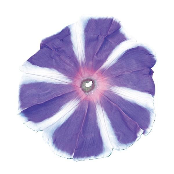 花の種（営利用）アサガオ 朝顔 富士の空 1000粒 プライマックス種子 サカタのタネ 種苗