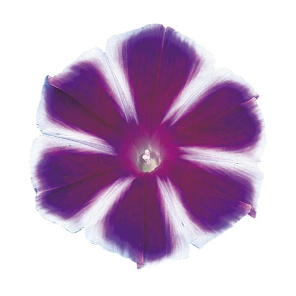 花の種（営利用）アサガオ 朝顔 富士の峰 1000粒 プライマックス種子 サカタのタネ 種苗