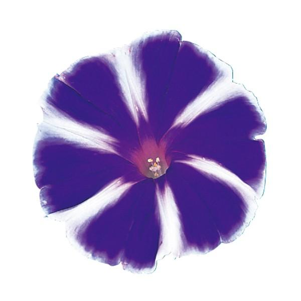 花の種（営利用）アサガオ 朝顔 富士の紫 1000粒 プライマックス種子 サカタのタネ 種苗