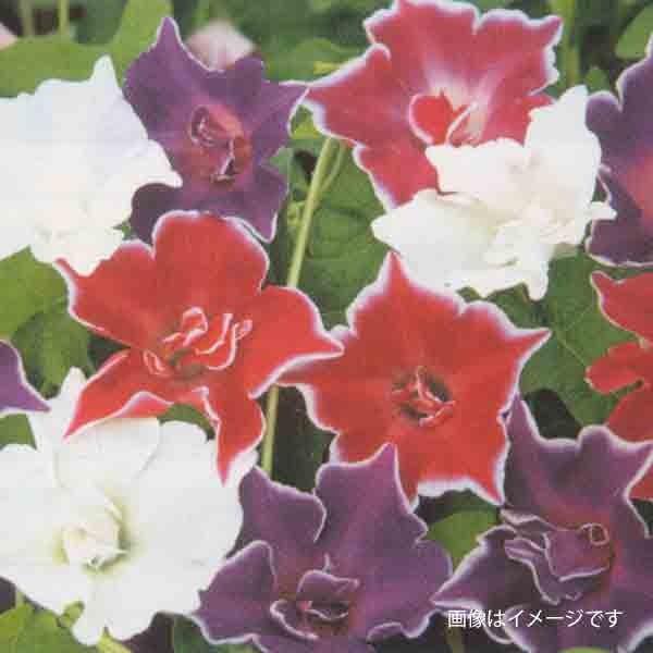 花の種（営利用）アサガオ 朝顔 紅獅子 1000粒 プライマックス種子 サカタのタネ 種苗