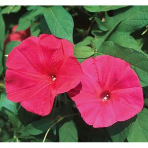 花の種（営利用）アサガオ 朝顔 暁の混合 1000粒 プライマックス種子