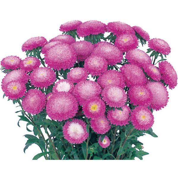 花の種（営利用）アスター エゾギク あずみ ローズピンク 5ml サカタのタネ 種苗（メール便発送）