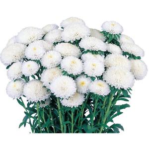 花の種（営利用）アスター エゾギク あずみ ホワイト 5ml サカタのタネ 種苗（メール便発送）