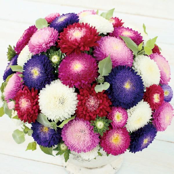 花の種（営利用）アスター エゾギク あずみ 特選混合 5ml サカタのタネ 種苗（メール便発送）