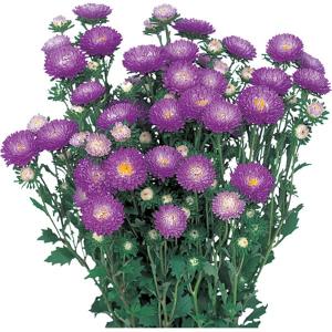 花の種（営利用）トルコギキョウ ユーストマ、リシアンサス