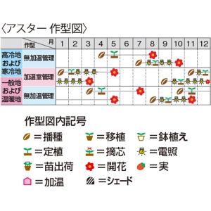 花の種(営利用)アスター エゾギク 松本 特選...の詳細画像1