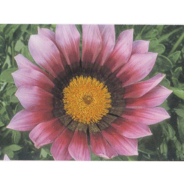 花の種（営利用）ガザニア クンショウギク ニューデイ ピンクシェード 1000粒 コート種子 サカタ...