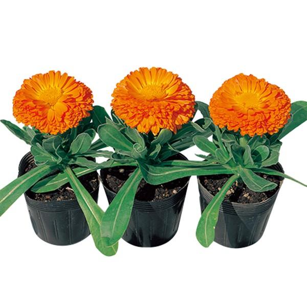 花の種（営利用）カレンジュラ キンセンカ オレンジ プライド 1dl サカタのタネ 種苗（メール便発...
