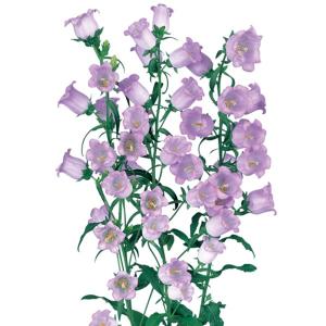 カンパニュラ 種 メイ ブルー 1ml （ カンパニュラの種 ） : 菜園