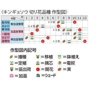 花の種(営利用)キンギョソウ 金魚草、スナップ...の詳細画像1