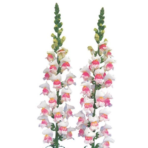 花の種（営利用）キンギョソウ 金魚草、スナップドラゴン メリーランド アップルブロッサム 1000粒...