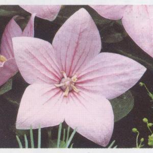 花の種（営利用）コスモス キャンパス オレンジ 1dl サカタのタネ 種苗