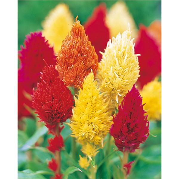 花の種（営利用）ケイトウ セロシア 八千代 特選混合 10ml サカタのタネ 種苗（メール便発送）