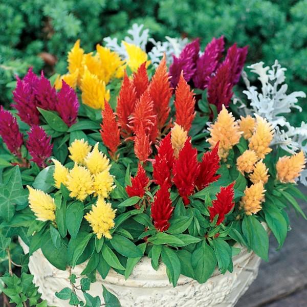 花の種（営利用）ケイトウ セロシア ゆかた 特選混合 1000粒 サカタのタネ 種苗（メール便発送）