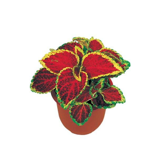 花の種（営利用）コリウス キンランジソ ハイウェイ ルビー 1ml サカタのタネ 種苗（メール便発送...