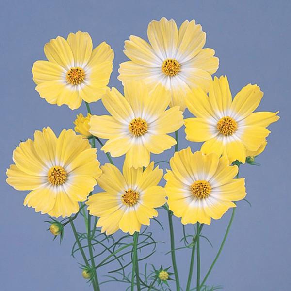 花の種（営利用）コスモス キャンパス イエロー 1dl サカタのタネ 種苗（メール便発送）