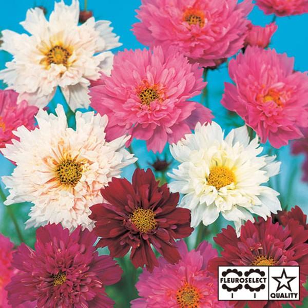 花の種（営利用）コスモス ダブルクリック ミックス 1dl サカタのタネ 種苗（メール便発送）【1月...