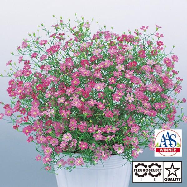 花の種（営利用）ジプソフィラ カスミソウ ジプシー ディープローズ 1000粒 サカタのタネ 種苗（...