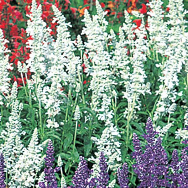 花の種（営利用）サルビア ビクトリア ホワイト 1,000粒 サカタのタネ 種苗（メール便発送）