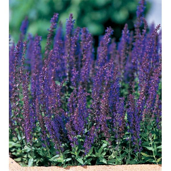 花の種（営利用）サルビア ブルークイーン 1000粒 サカタのタネ 種苗（メール便発送）