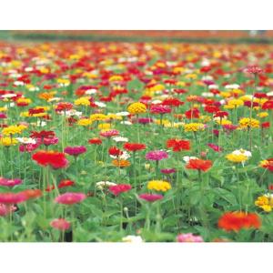 花の種(営利用)ジニア ヒャクニチソウ ロイヤル...の商品画像