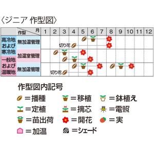 花の種(営利用)ジニア ヒャクニチソウ ロイヤ...の詳細画像1