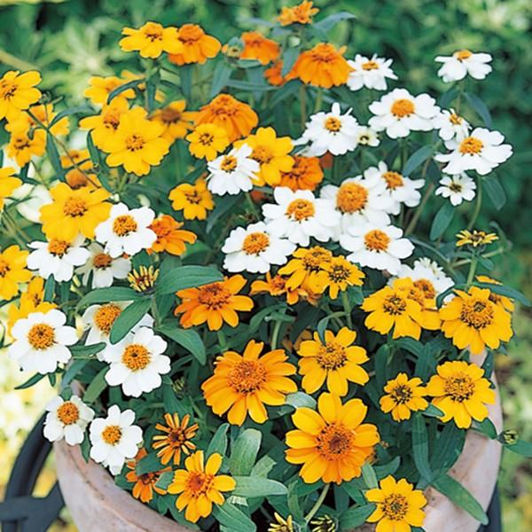 花の種（営利用）ジニア ヒャクニチソウ スターブライト ミックス 2000粒 サカタのタネ 種苗（メ...