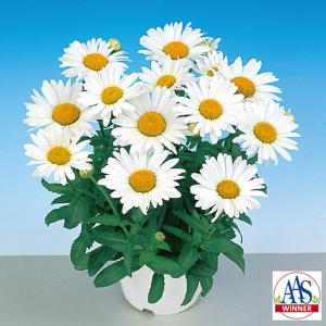 シャスターデージー 種 種子 の商品一覧 花 ガーデニング 通販 Yahoo ショッピング