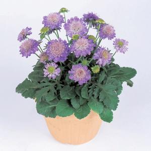 スカビオサ 種 種 種子 の商品一覧 花 ガーデニング 通販 Yahoo ショッピング