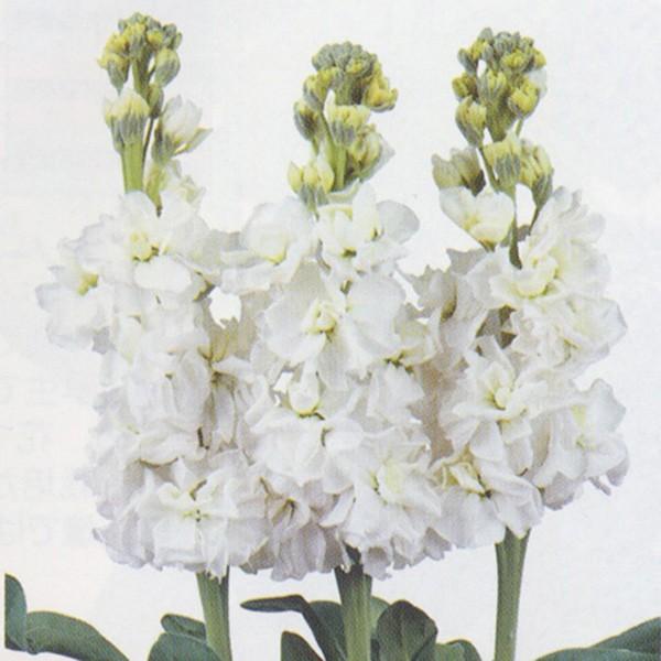 花の種（営利用）ストック アーリーアロー ホワイト 10ml サカタのタネ 種苗（メール便発送）