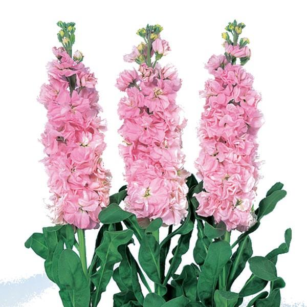 花の種（営利用）ストック アイアン ピンク 3000粒 ペレット種子 サカタのタネ 種苗（メール便発...