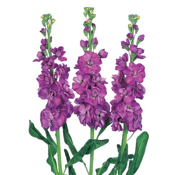 花の種（営利用）ストック アイアン ブルー 3000粒 ペレット種子 サカタのタネ 種苗（メール便発...