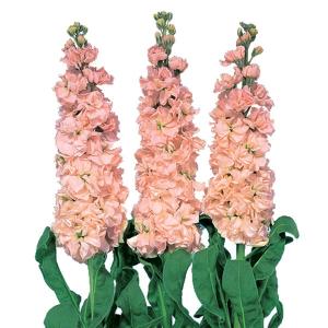 花の種（営利用）ハナナ 88号No.20 1dl サカタのタネ 種苗（メール便