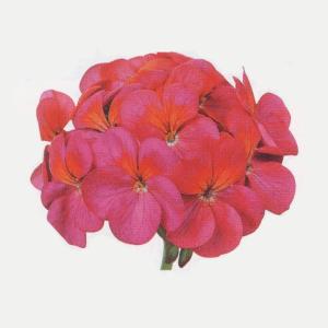 花の種(営利用)ゼラニウム トレジャー バイオレ...の商品画像