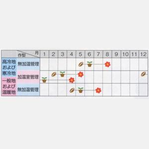 花の種(営利用)ゼラニウム トレジャー バイオ...の詳細画像1