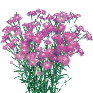 花の種 宿根 かすみ草［八重咲き］ 0.2ml（メール便発送
