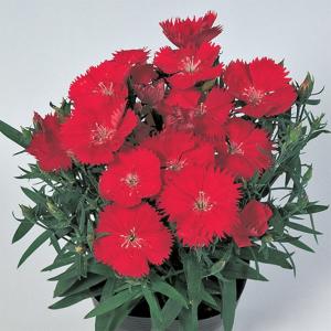 花の種（営利用）トルコギキョウ ユーストマ、リシアンサス アンバー ダブル（2型）ミント 1000粒 ペレット種子 サカタのタネ 種苗（メール便発送） ユーストマ（トルコ桔梗）・F1ミンク 人気5種（花タネ）セット| 種・苗・ガーデニング用品の【タキイネット通販】