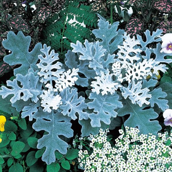 花の種（営利用）ダスティーミラー シロタエギク シルバーダスト 5000粒 サカタのタネ 種苗（メー...