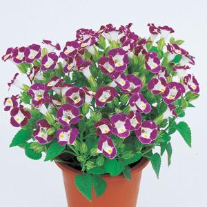 トレニア 種 花の種 の商品一覧 種 種子 花 ガーデニング 通販 Yahoo ショッピング