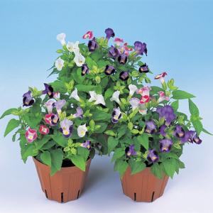 花壇の花トレニアの商品一覧 通販 Yahoo ショッピング
