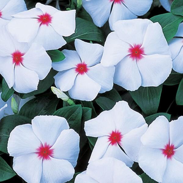 花の種（営利用）ニチニチソウ ビンカ エクエイター ホワイトアイ 10ml サカタのタネ 種苗（メー...