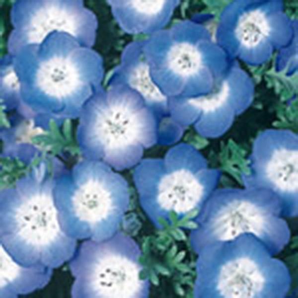 花の種（営利用）ネモフィラ インシグニス ブルー 10ml サカタのタネ 種苗（メール便発送）